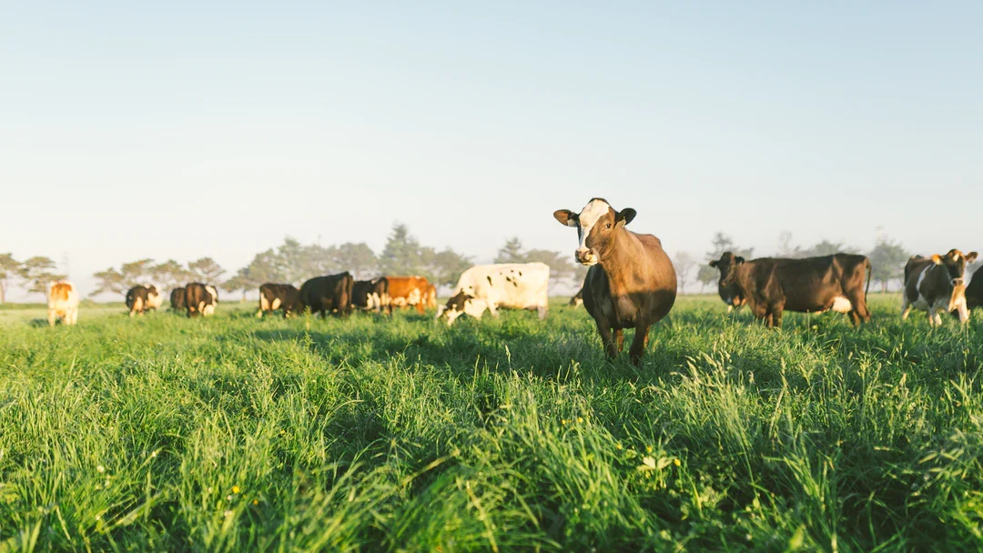 Free range dairy cows grazing in a field