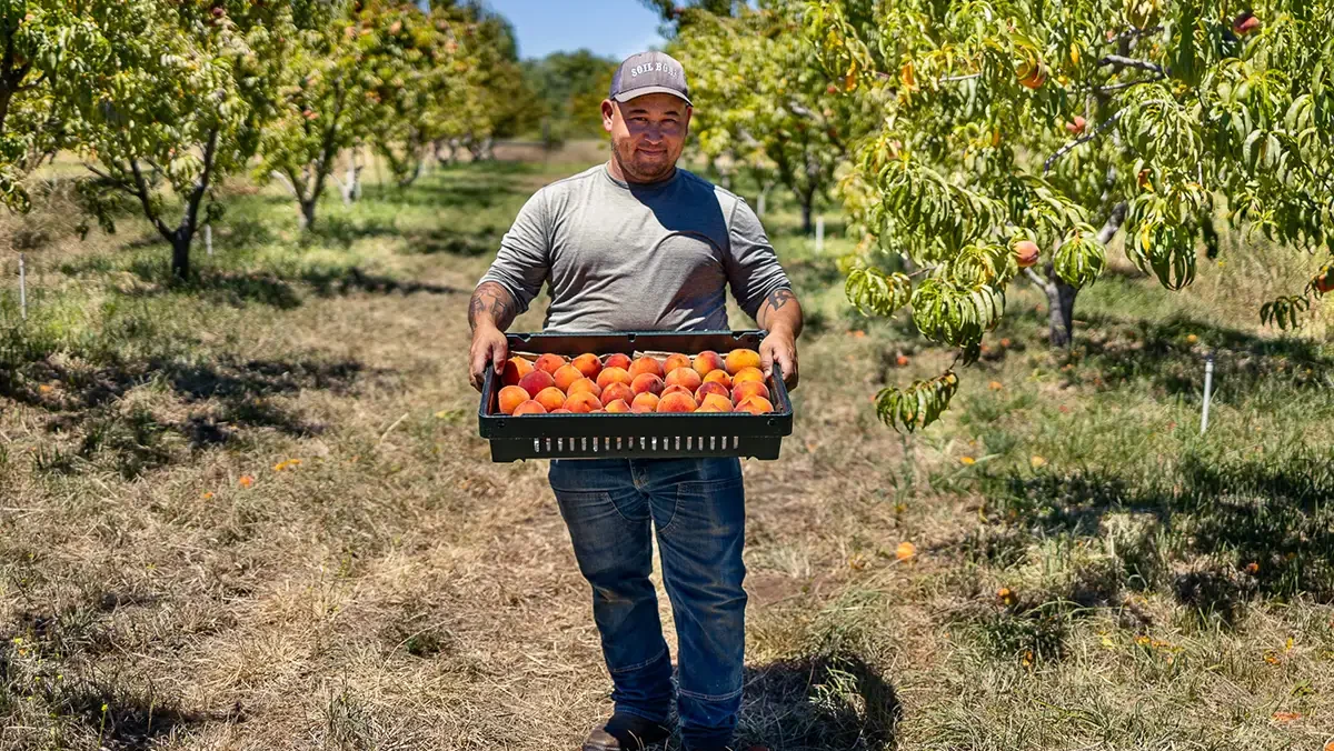 A farmer carrying a tray of freshly picked fruit through a field.