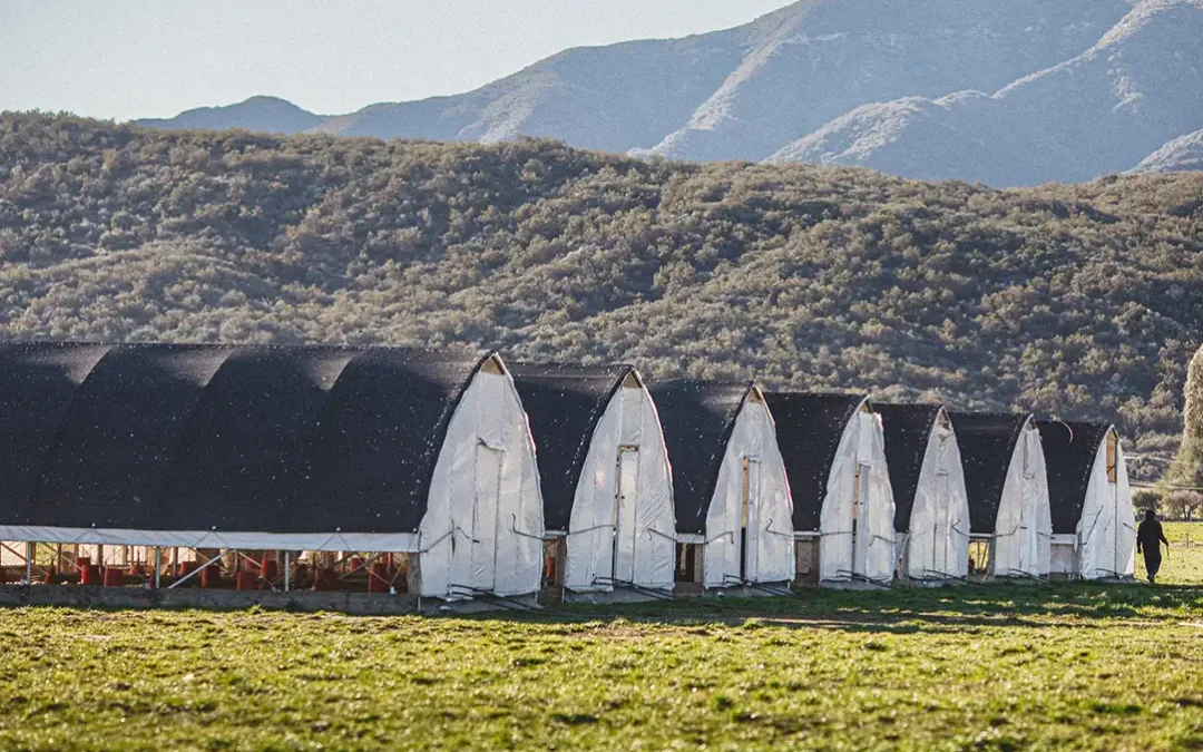 Pasturebird — Reinventing Poultry Production