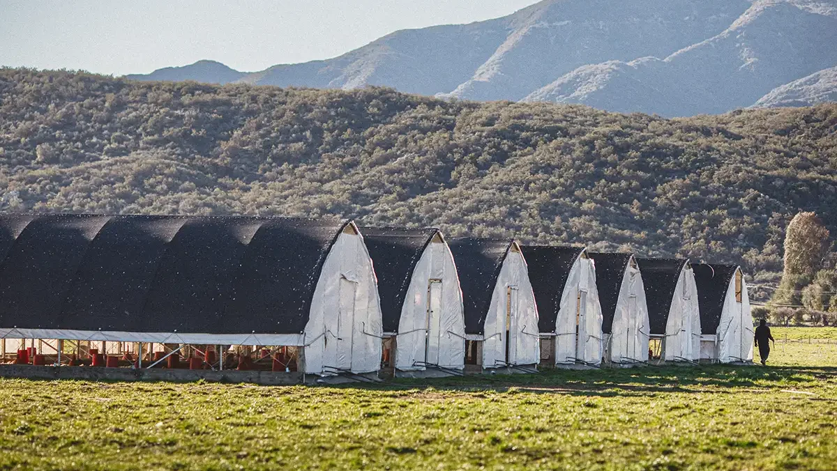 A wide view of mobile chicken coops on a farm with mountains in the distance.