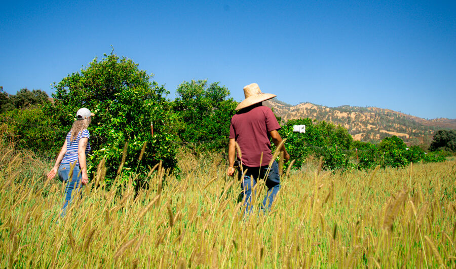 A field at Blue Heron Farms
